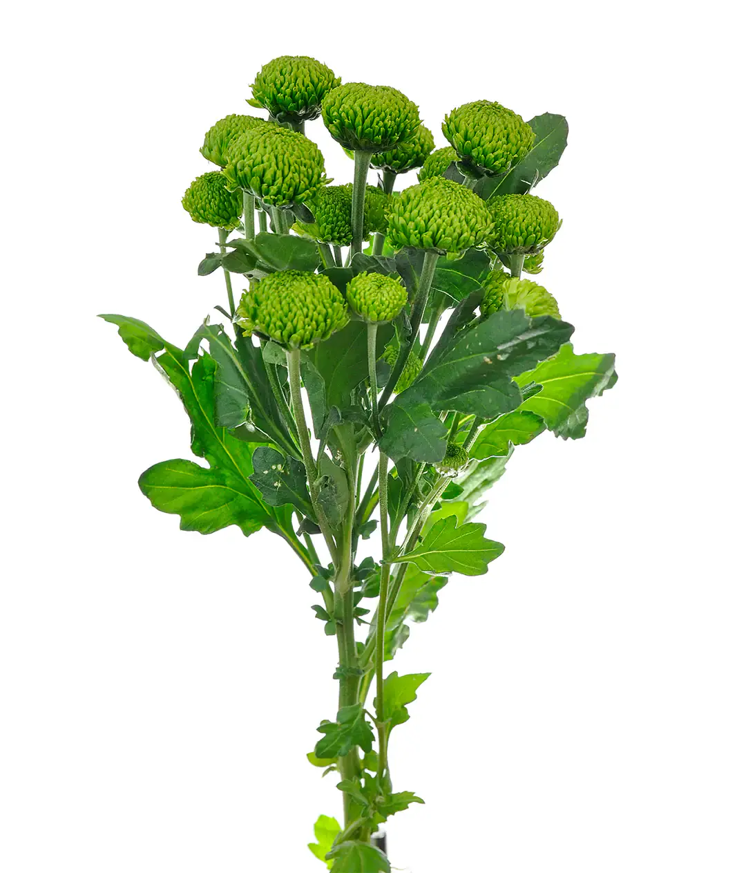 Хризантема Делигрин /Deligreen