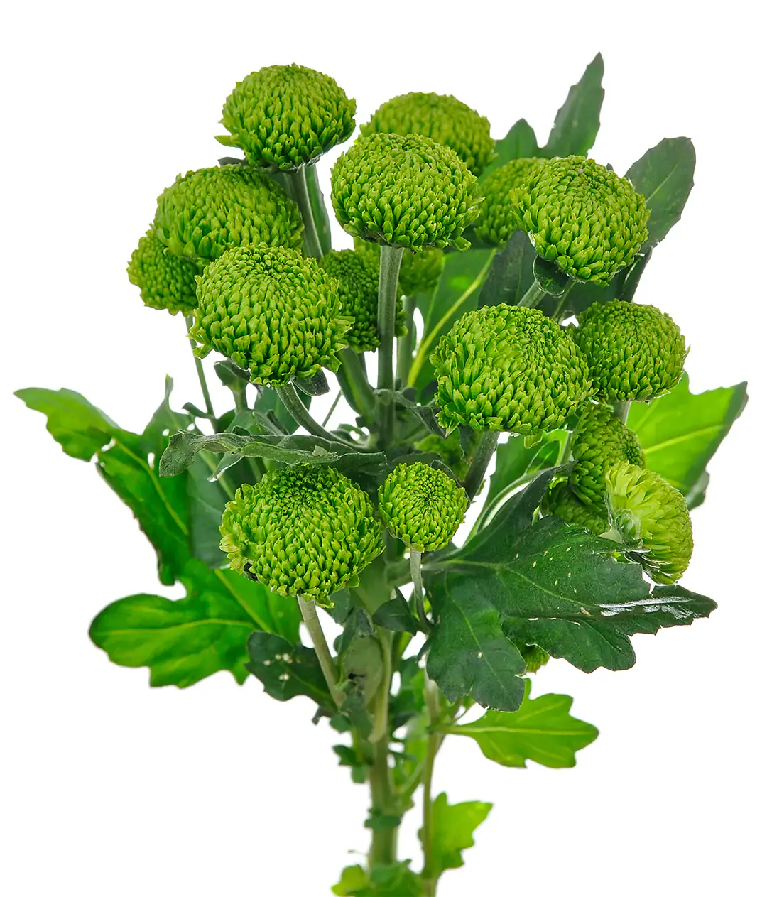 Хризантема Делигрин /Deligreen