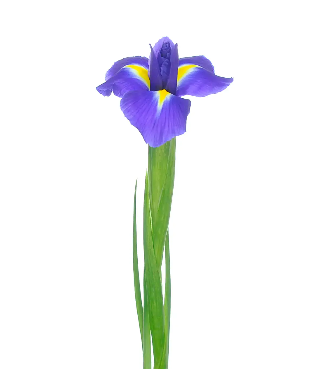 Ірис Blue Magic
