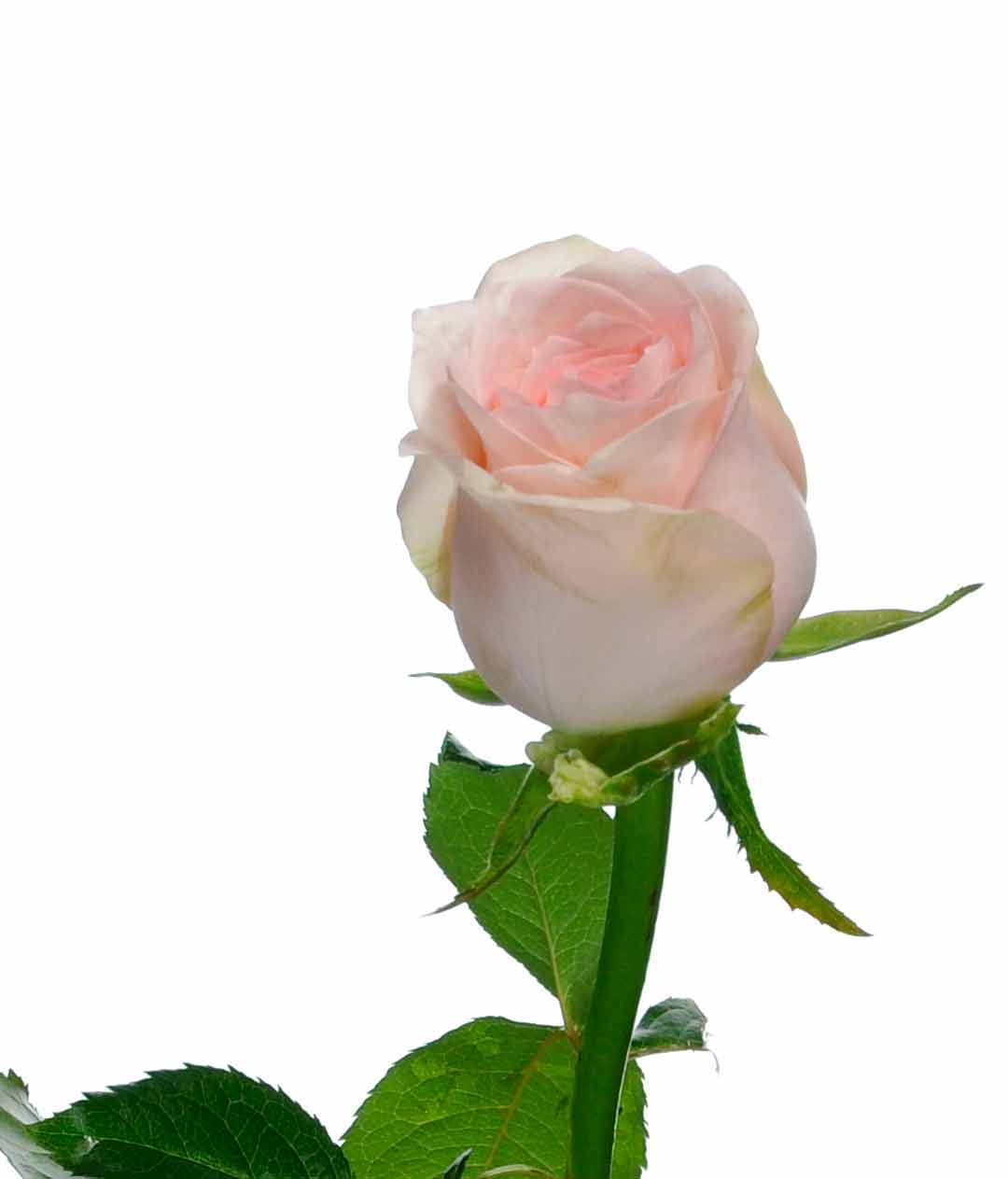 Изображение Троянда Кімберлі (Kimberly) висота 40см