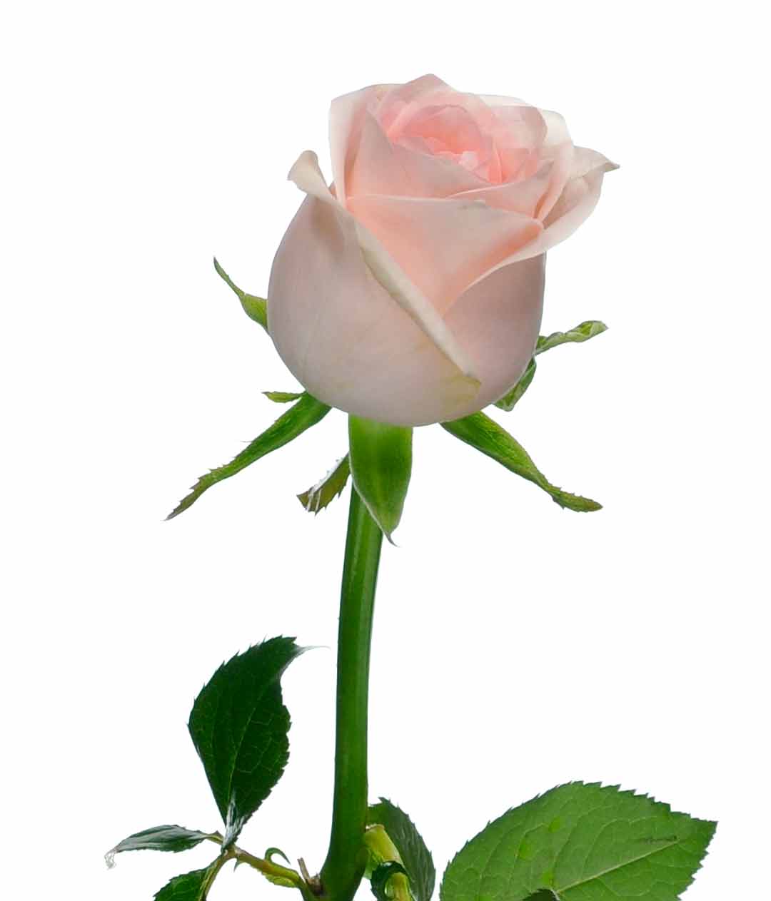 Изображение Троянда Кімберлі (Kimberly) висота 50см