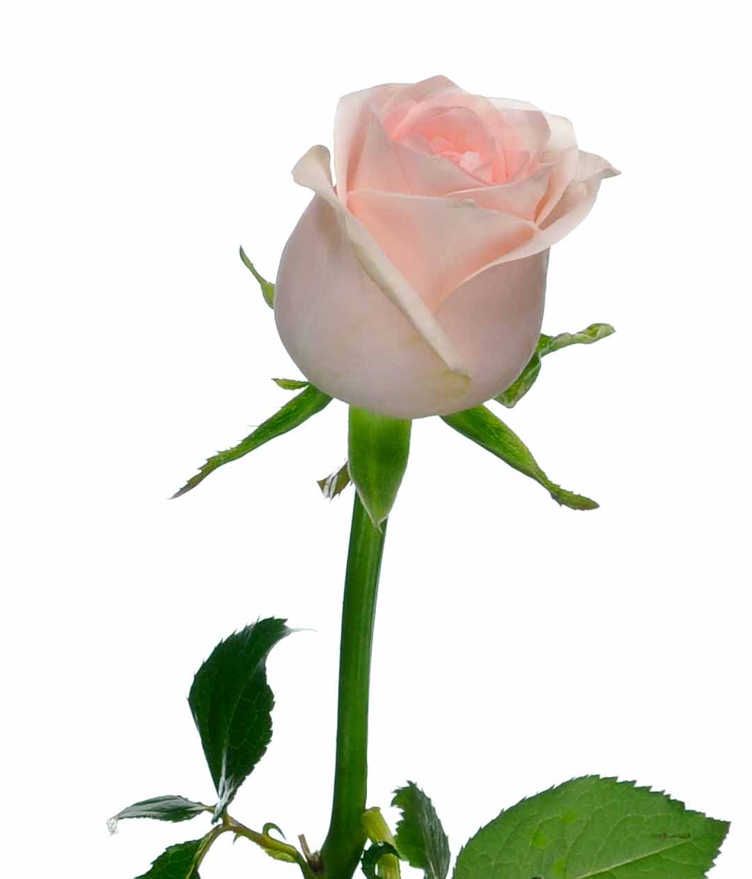 Изображение Троянда Кімберлі (Kimberly) висота 70см  піоноподібна
