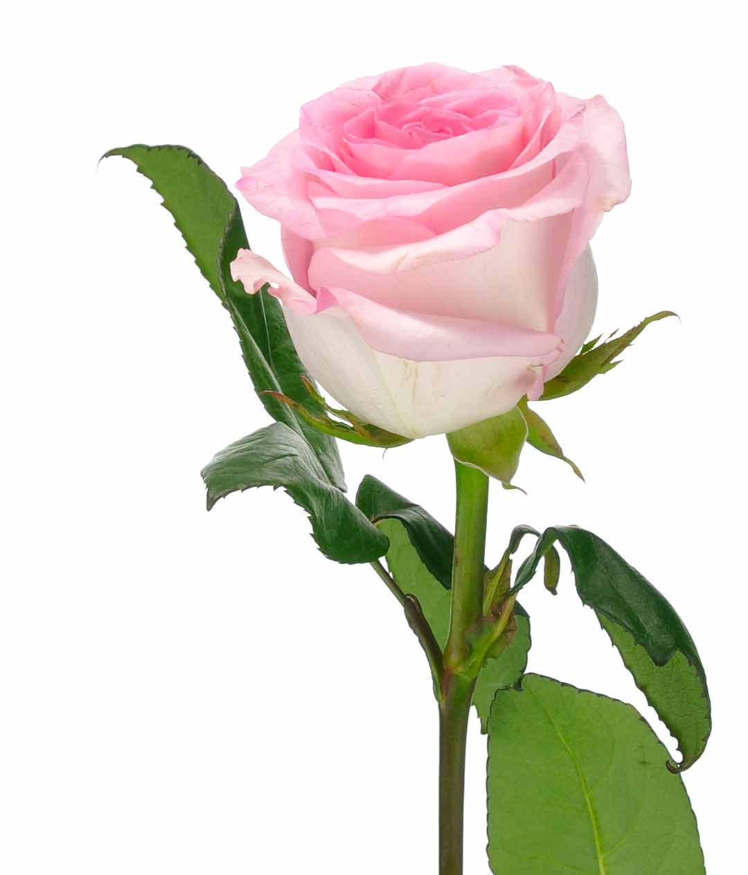 Изображение Троянда Мандала (Mandala) висота 50см