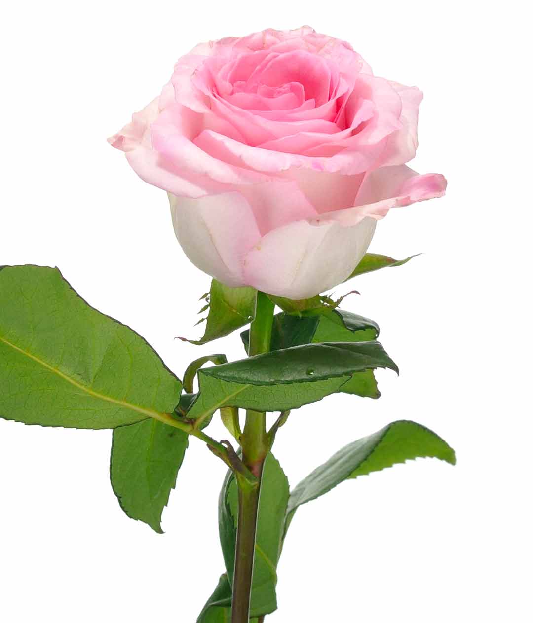 Изображение Троянда Мандала (Mandala) висота 60см