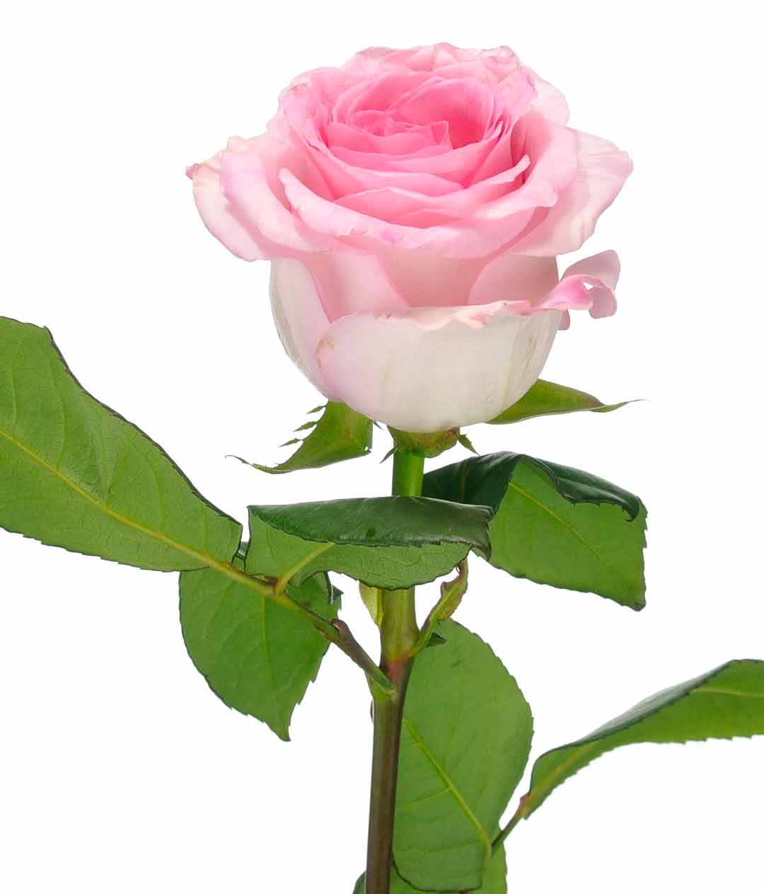 Изображение Троянда Мандала (Mandala) висота 70см
