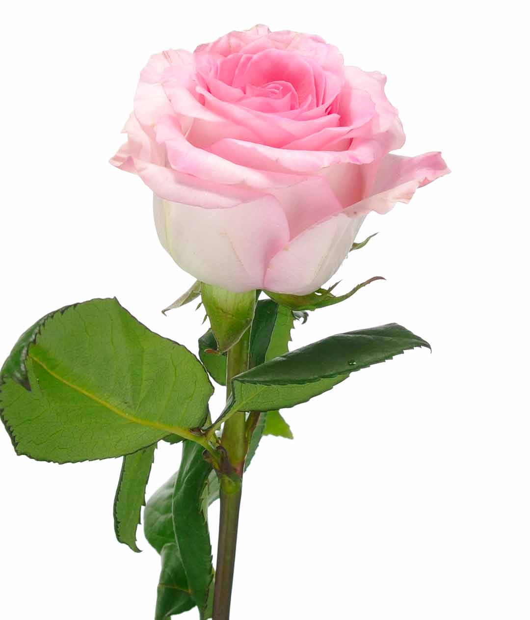 Изображение Троянда Мандала (Mandala) висота 80см