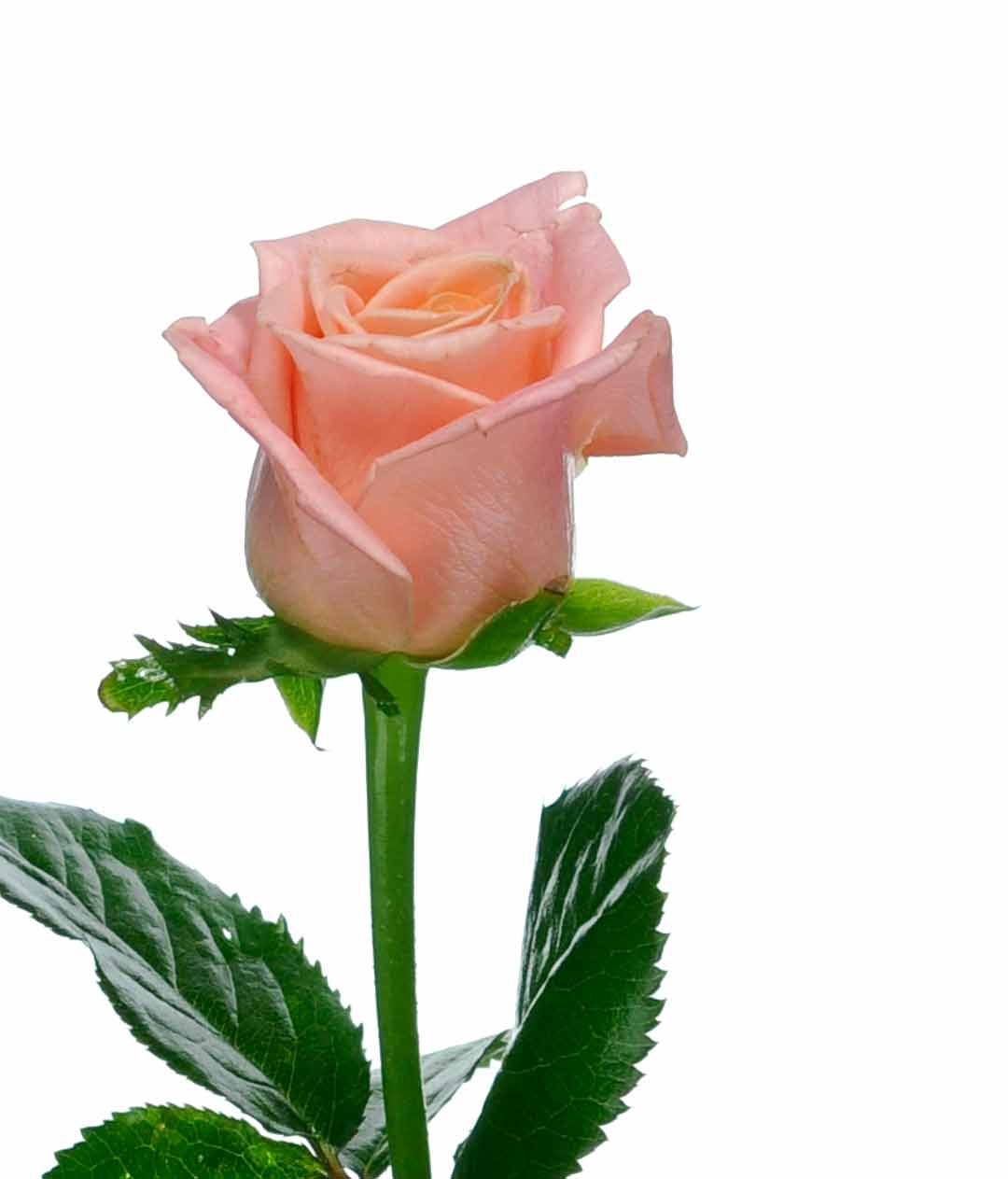 Изображение Троянда Міс Піггі (Miss Piggy) висота 50см