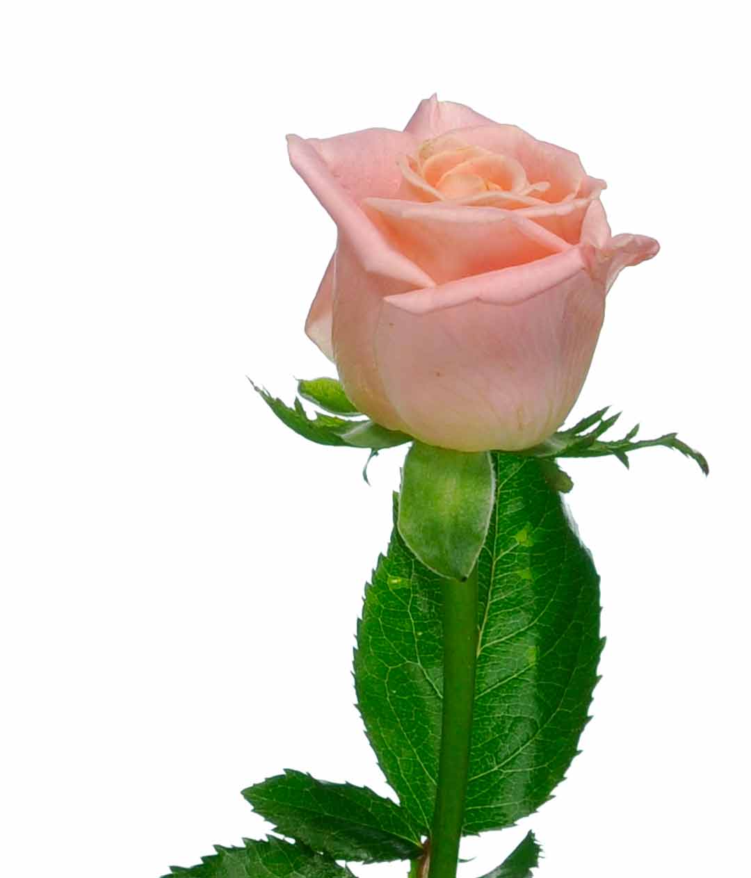 Изображение Троянда Міс Піггі (Miss Piggy) висота 60см