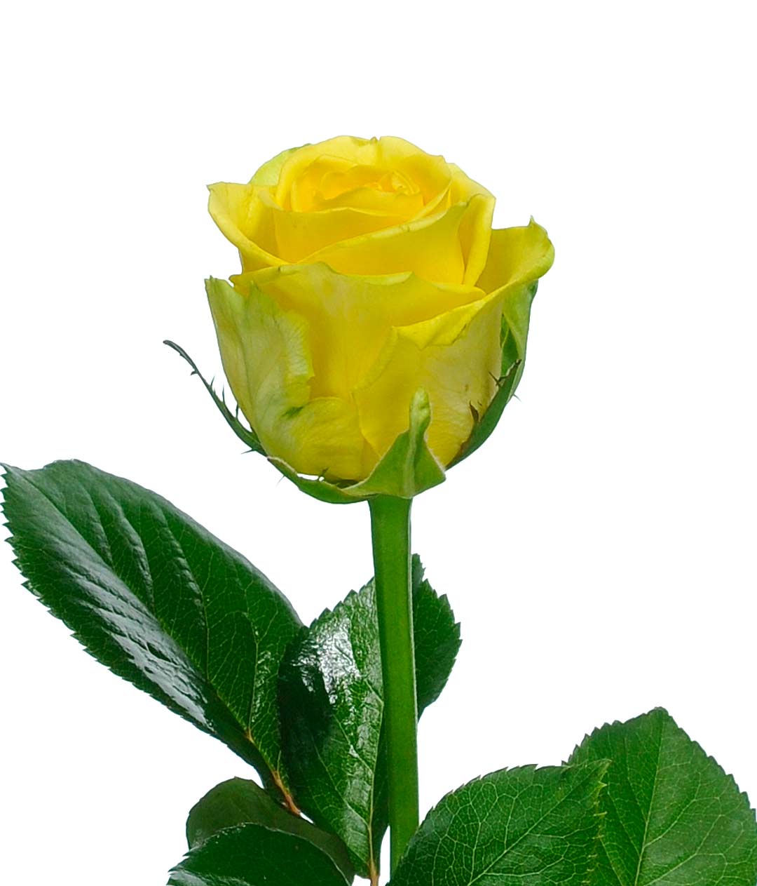 Изображение Троянда Пенні Лейн (Penny Lane) висота 70см