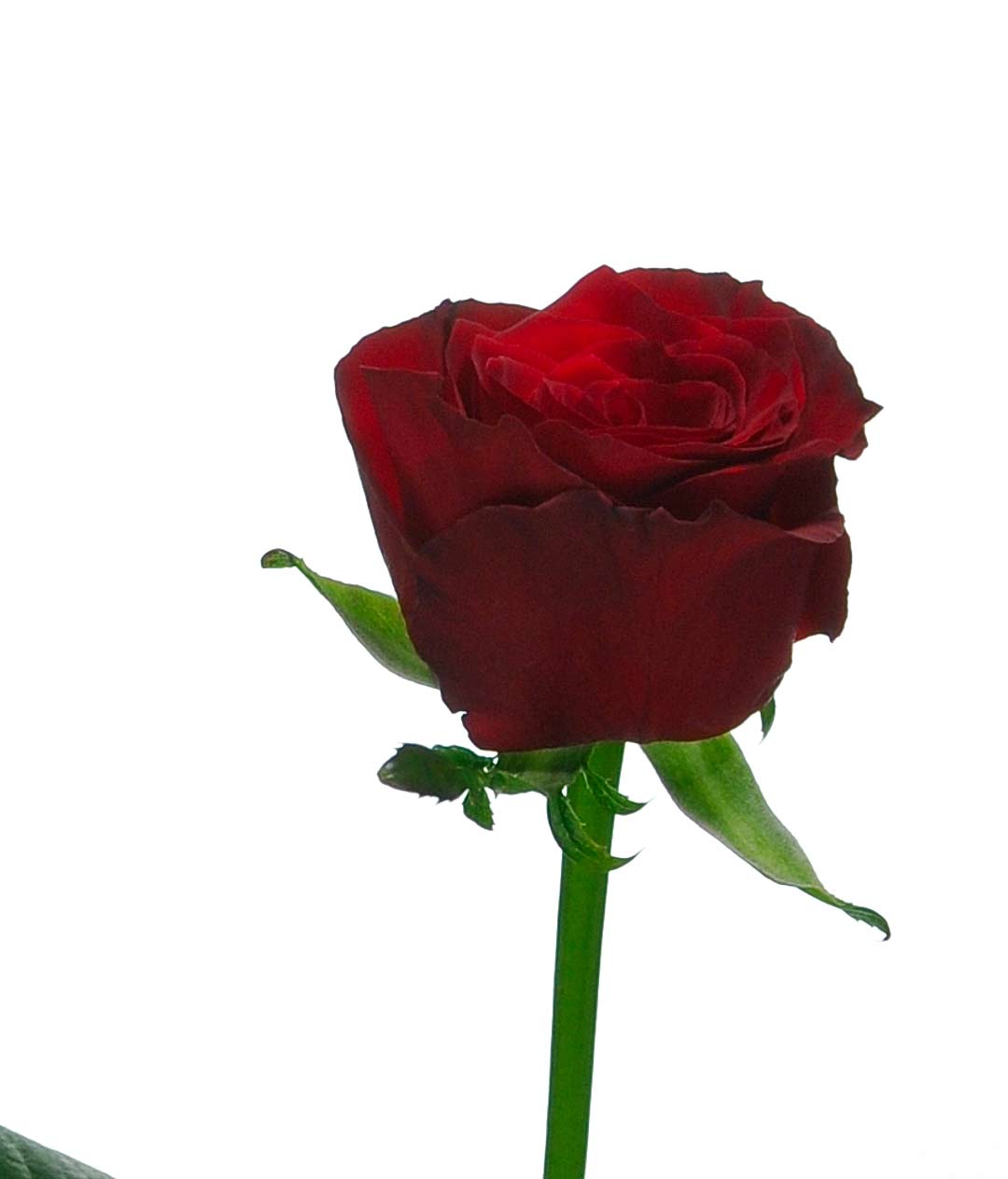 Изображение Троянда Престиж (Prestige) высота 30см