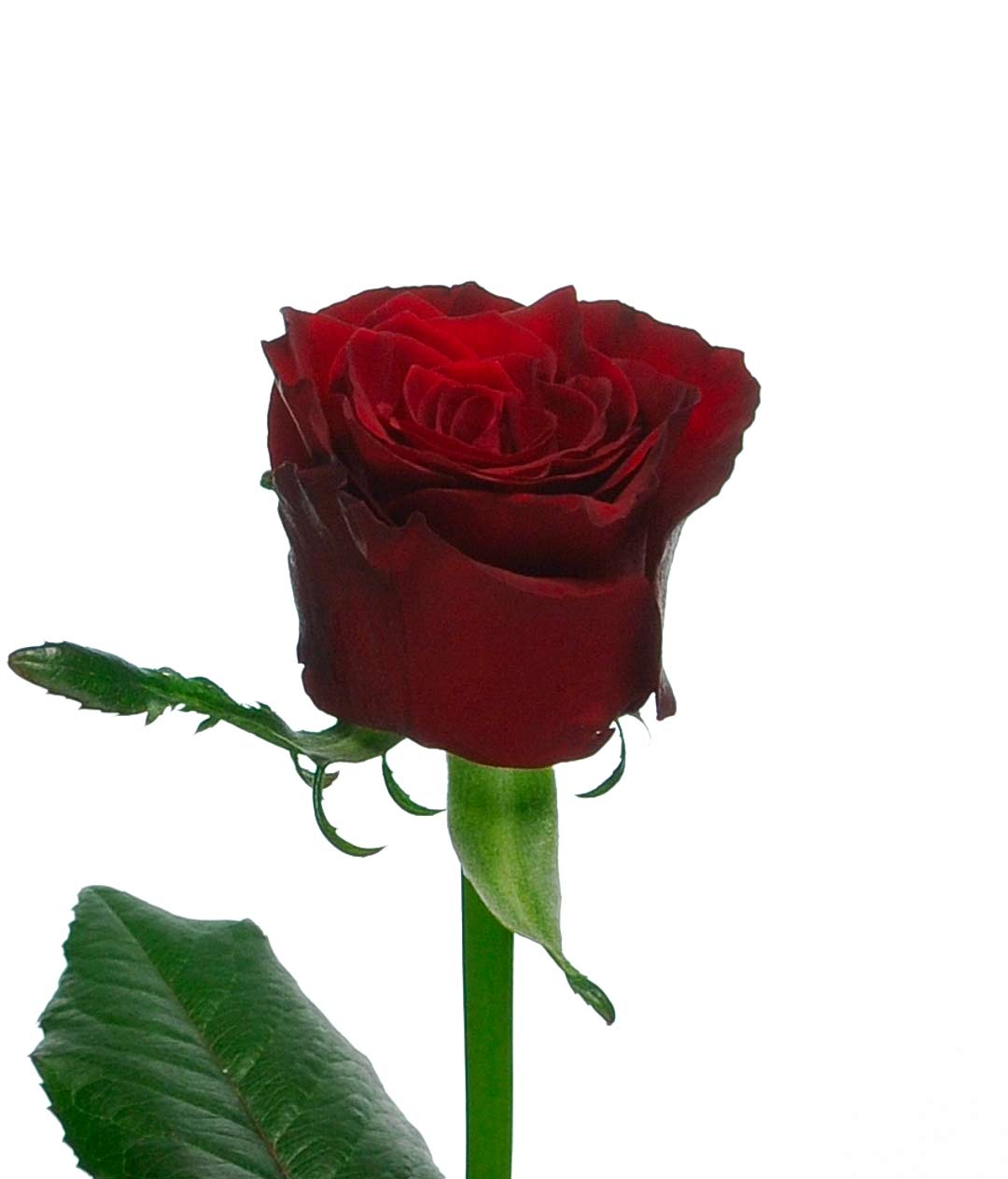 Изображение Троянда Престиж (Prestige) высота 50см