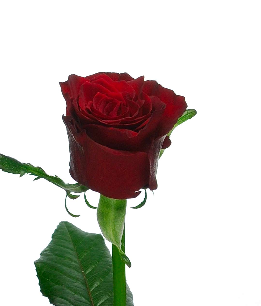 Изображение Троянда Престиж (Prestige) высота 60см