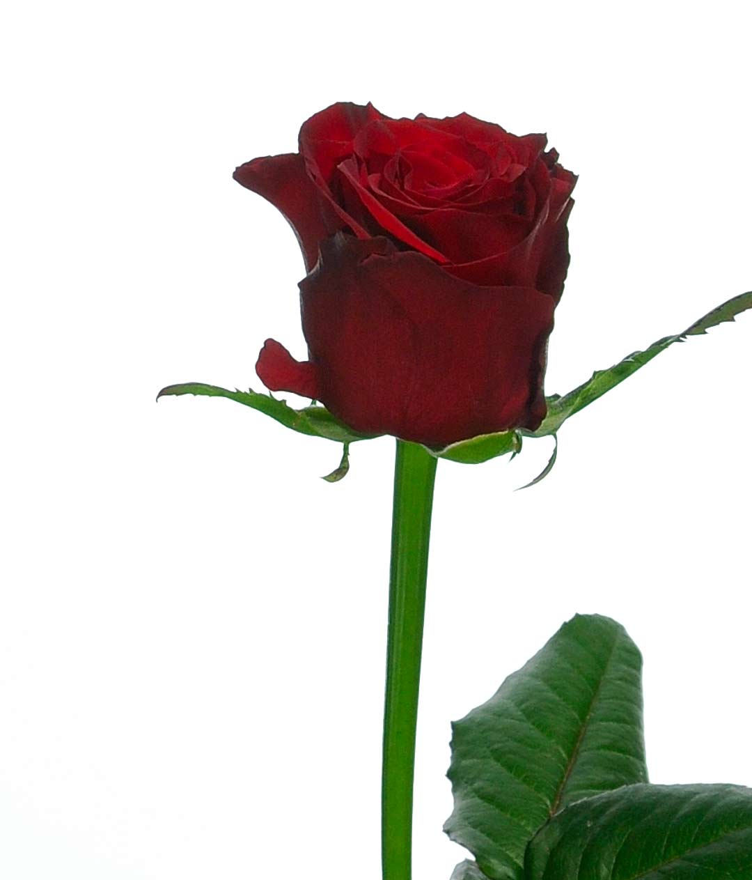 Изображение Троянда Престиж (Prestige) высота 70см