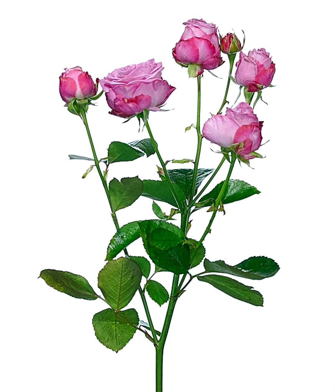 Изображение Троянда Леді Бомбастік (Lady Bombastic) спрей висота 55 см