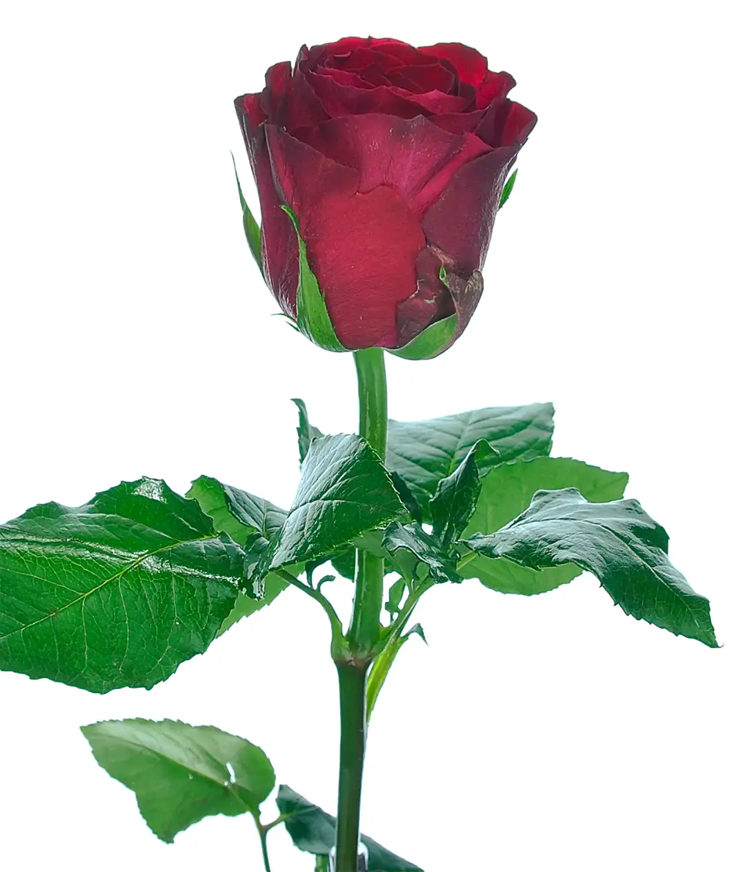 Роза Мадам Ред (Madam Red) высота 60см