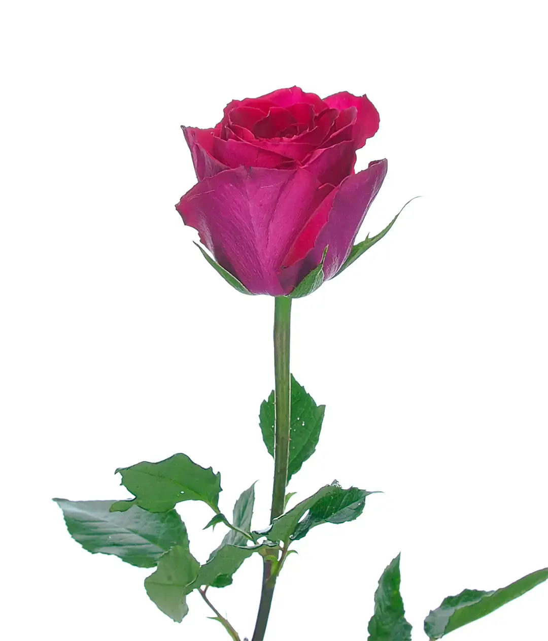 Роза Мадам Сериз (Madam Cerise) высота 50 см
