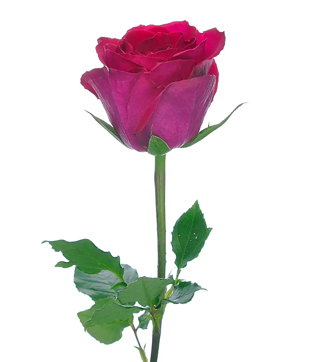 Роза Мадам Сериз (Madam Cerise) высота 50 см