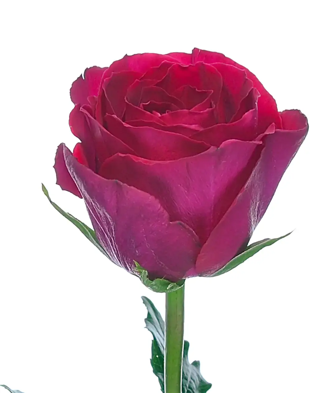 Роза Мадам Сериз (Madam Cerise) высота 60 см