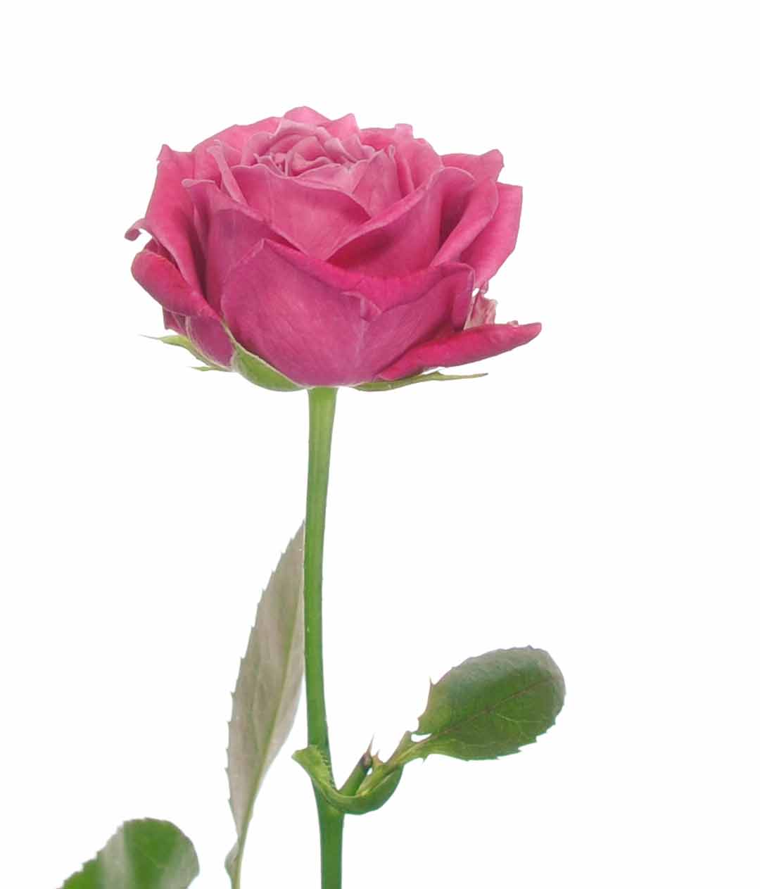 Изображение Троянда Мервелоус Баблз висота 60см міні