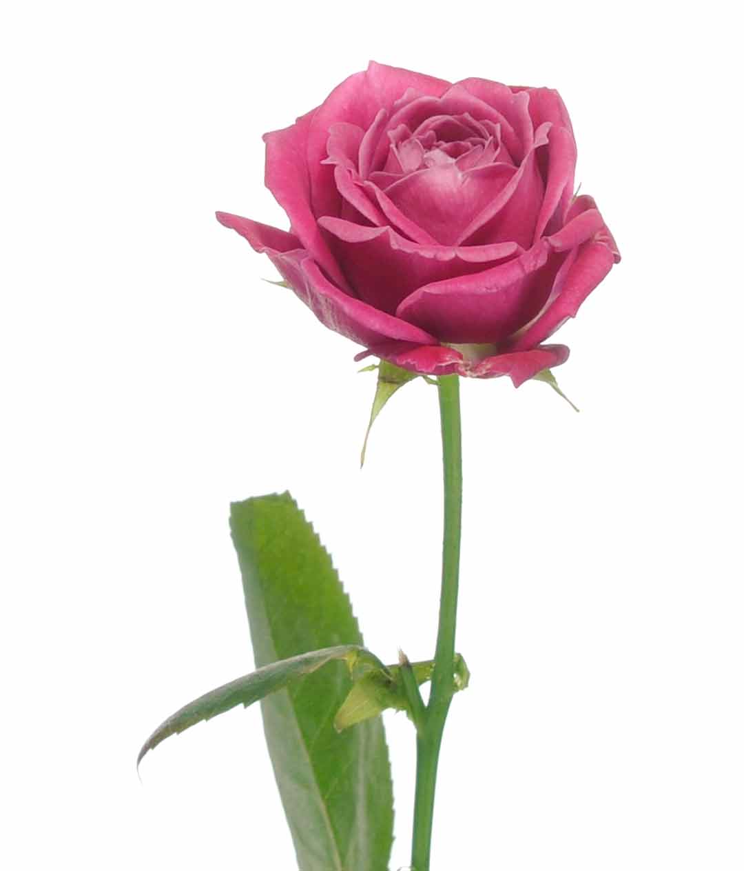 Изображение Троянда Мервелоус Баблз висота 70см міні