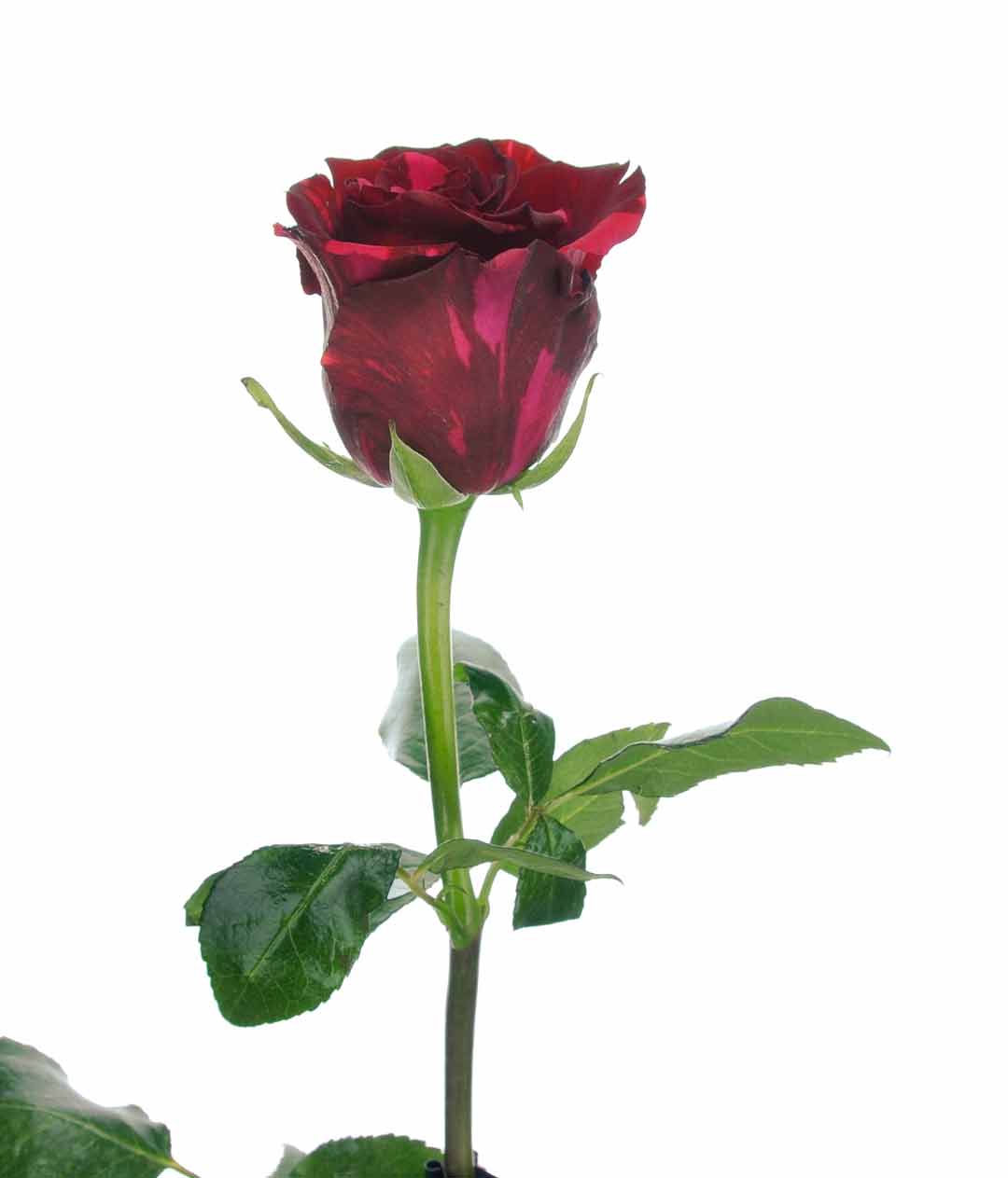 Изображение Роза Red Panther высота 60 см.