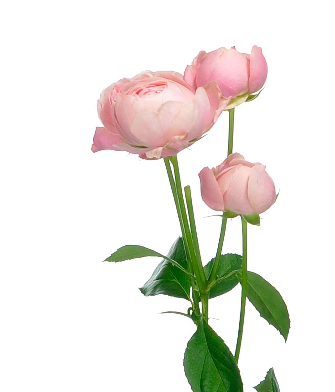 Изображение Троянда піоноподібна Сільва Пінк (Silva Pink) висота 40см