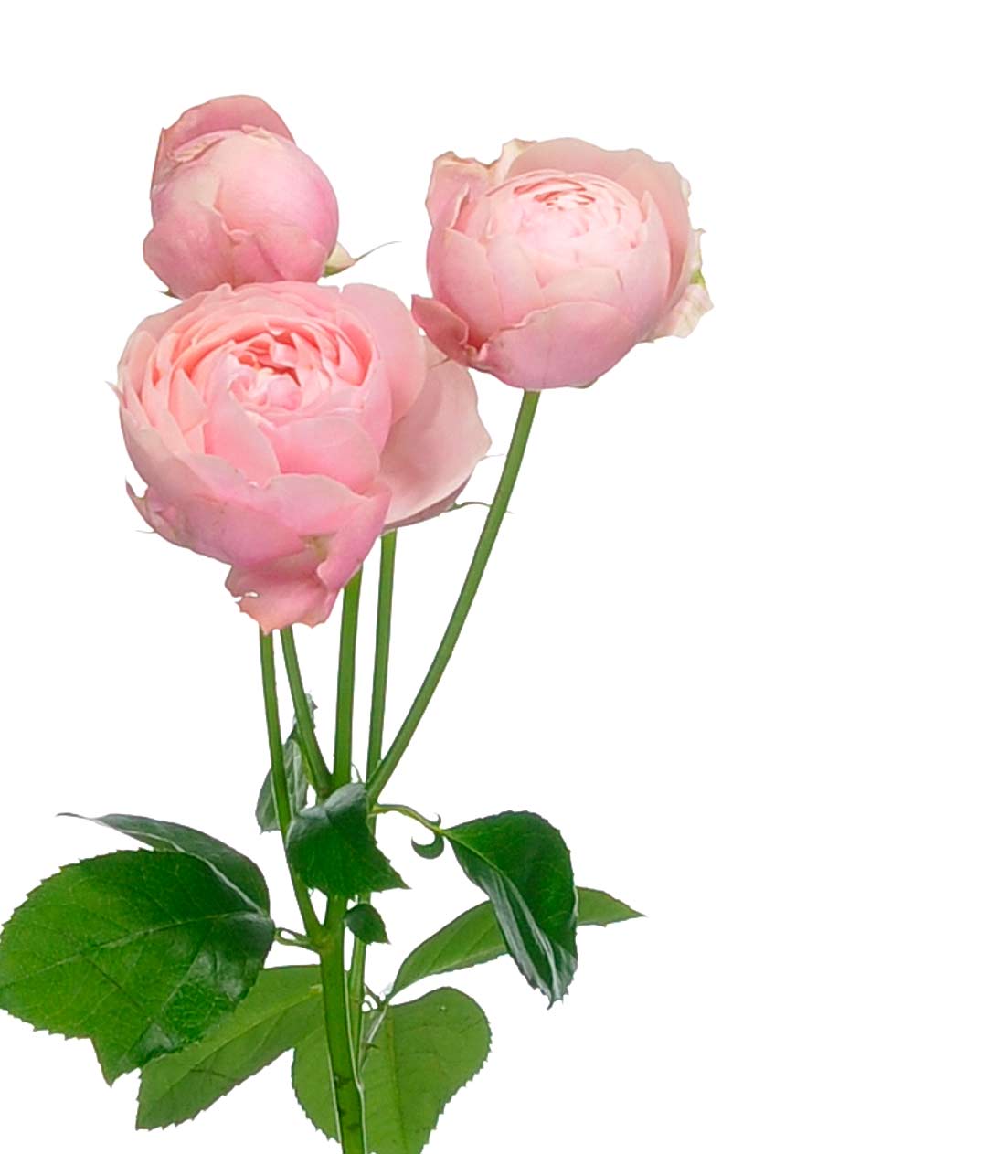 Изображение Троянда піоноподібна Сільва Пінк (Silva Pink) висота 40см