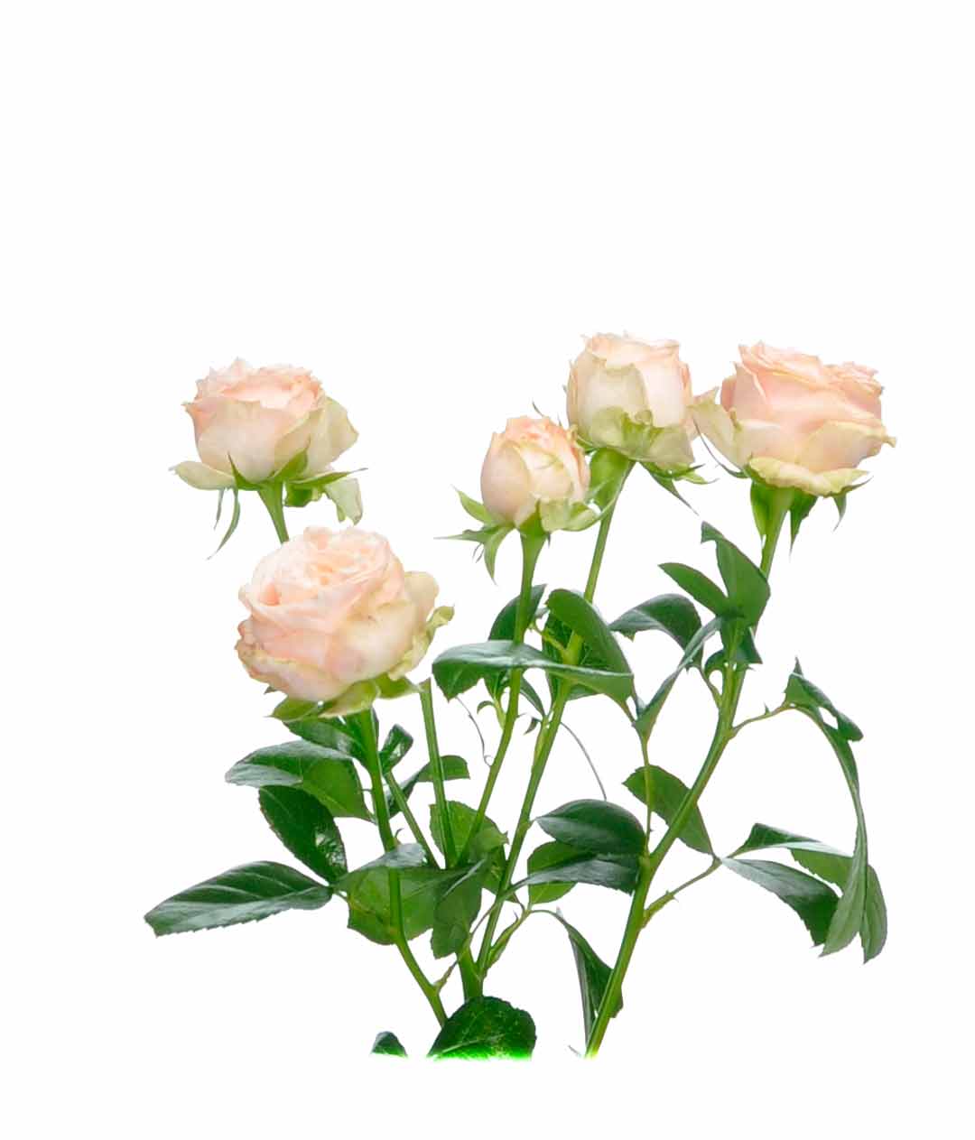 Изображение Троянда піоноподібна Бомбастик (Bombastic) висота 50см