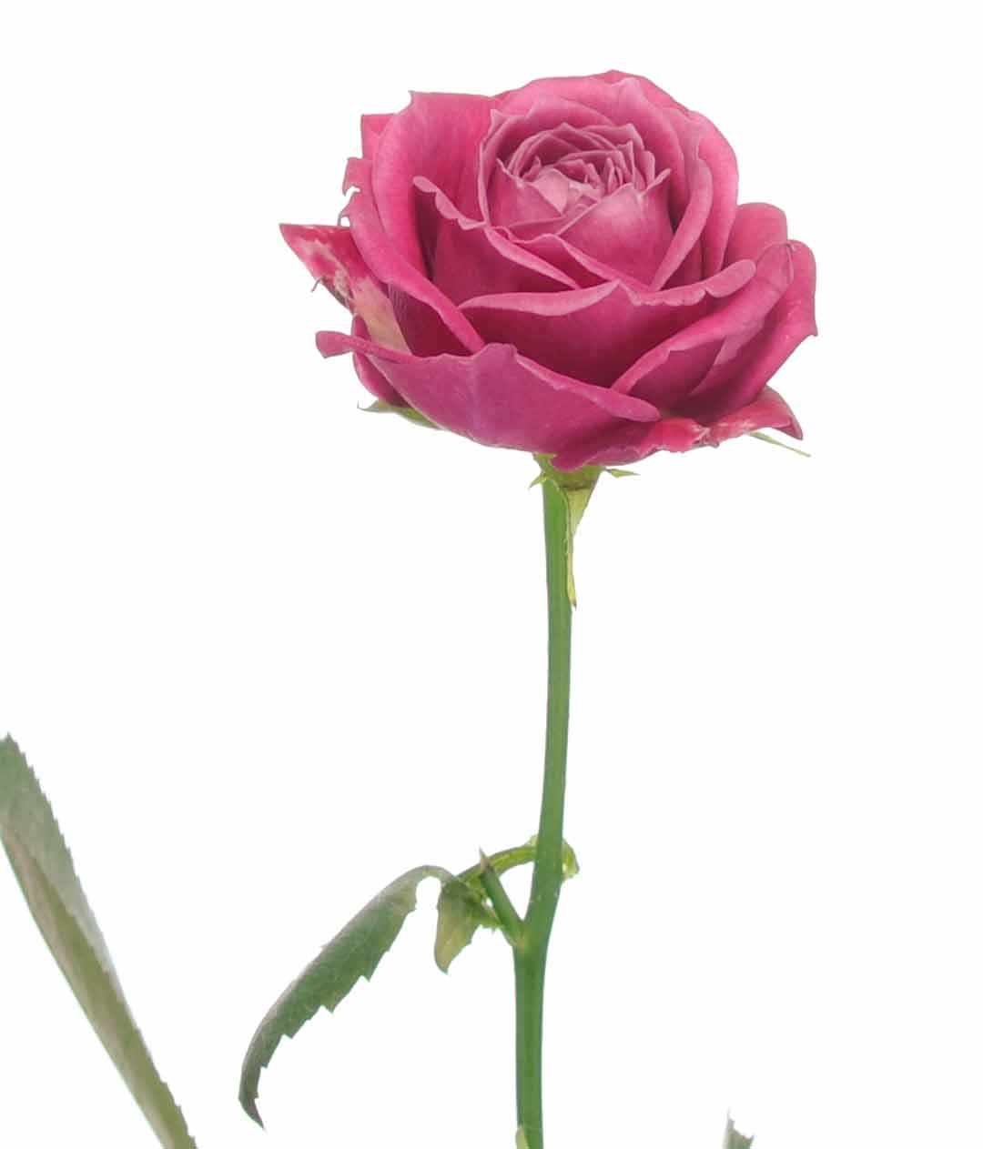 Изображение Троянда Мервелоус Баблз висота 40см міні