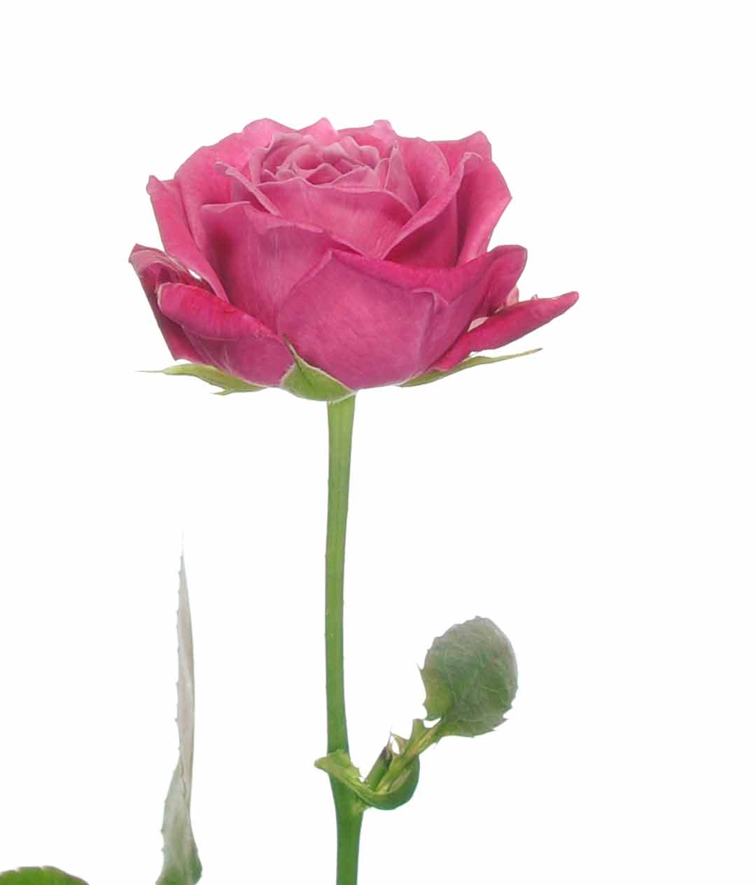 Изображение Троянда Мервелоус Баблз висота 50см міні