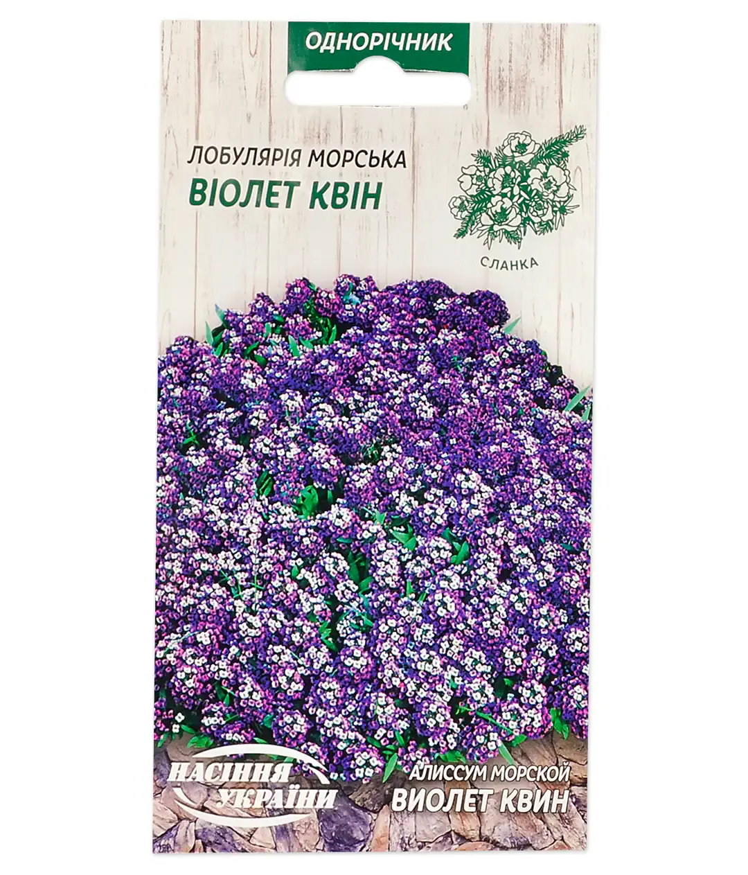 Изображение Алиссум Виолет Квин