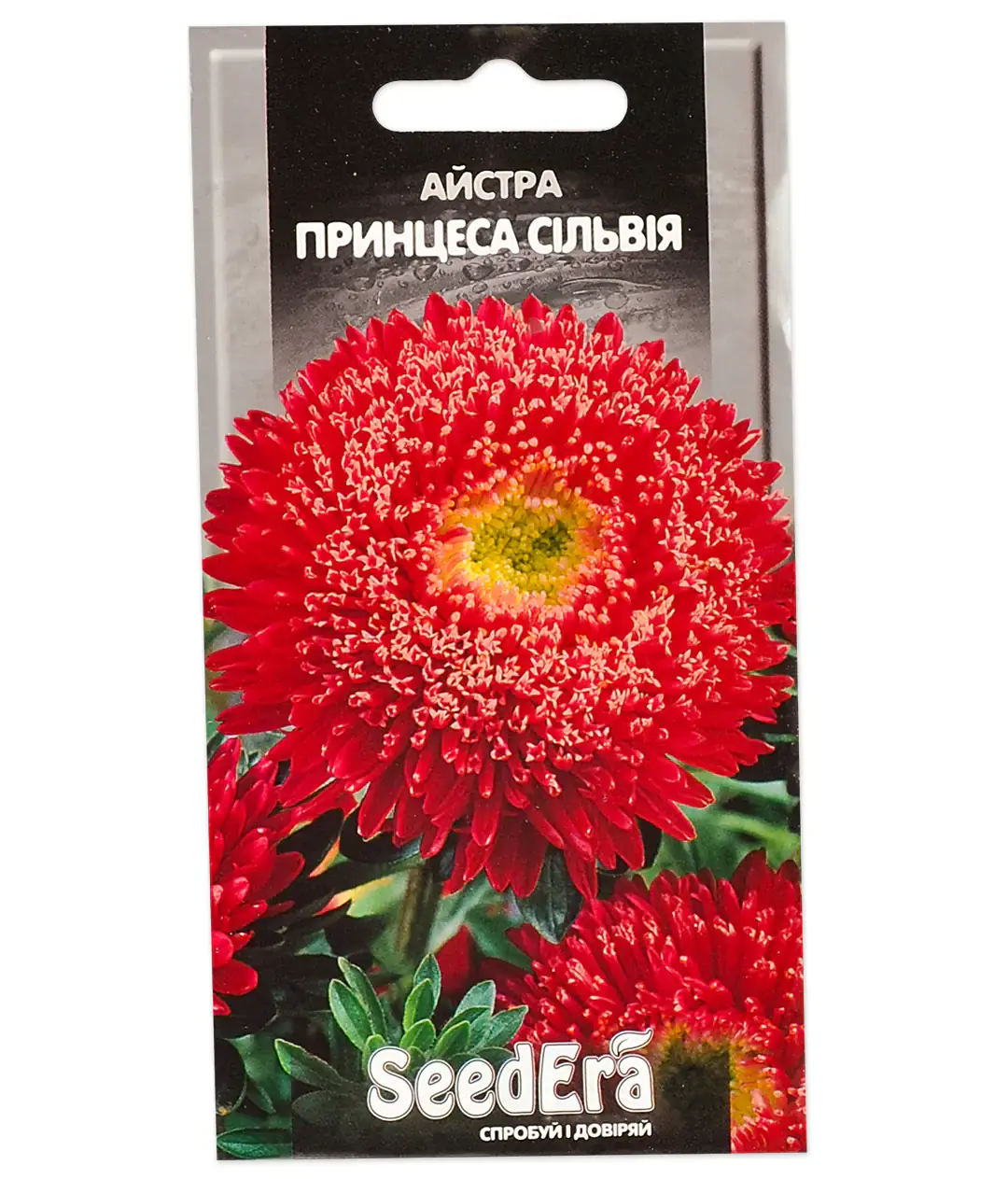 Изображение Астра Принцесса Сильвия