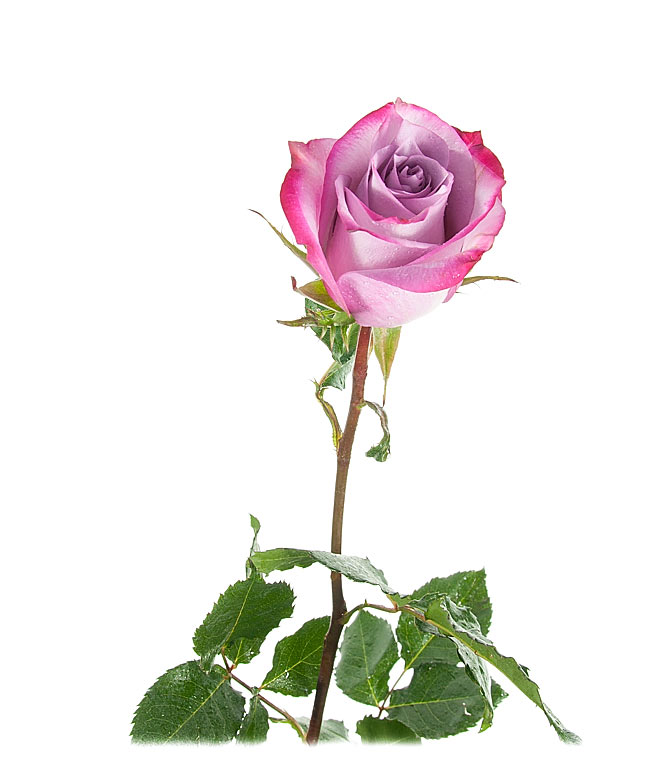 Изображение Троянда Діп Перпл (Deep Purple) висота 60см