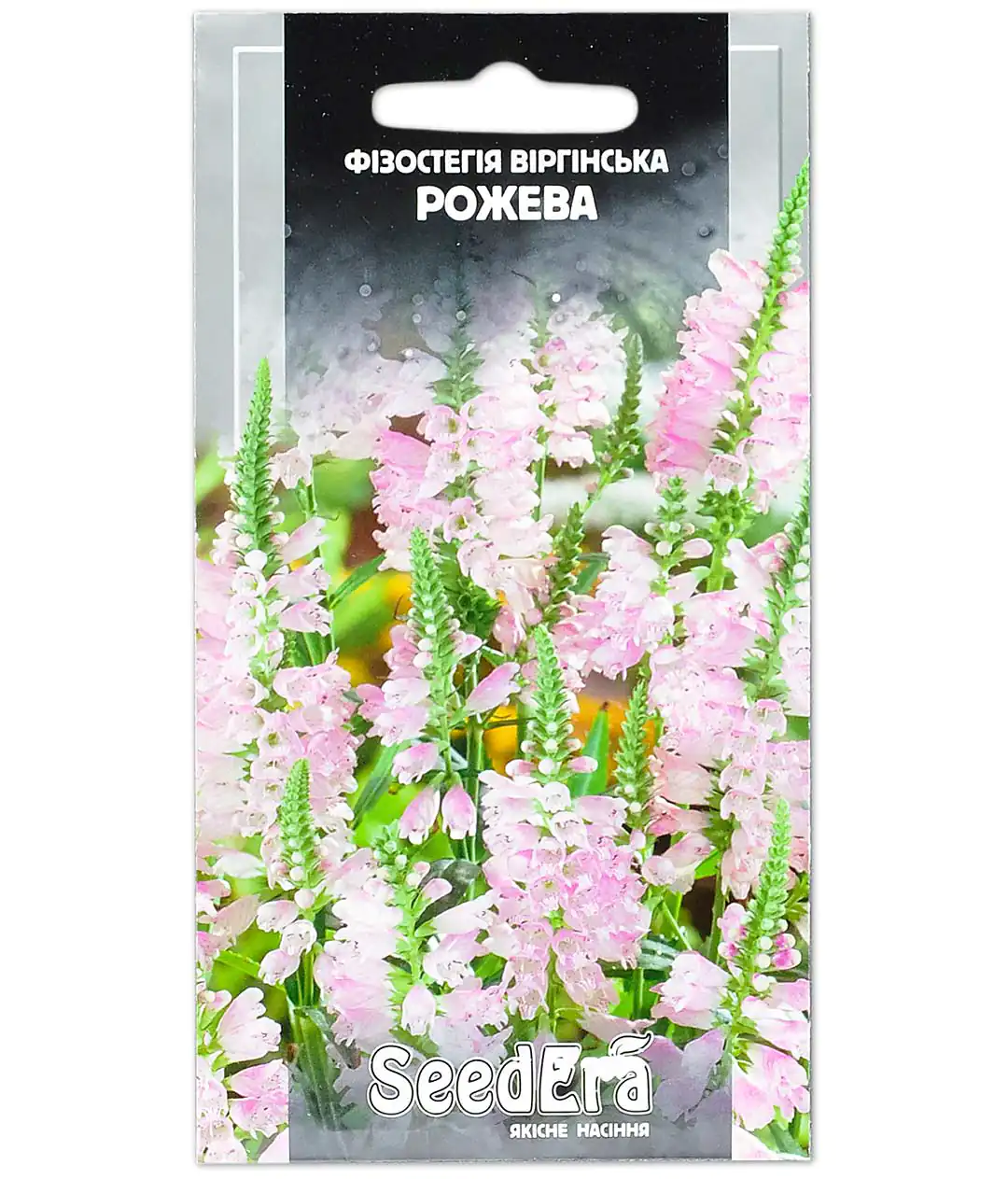Физостегия виргинская розовая