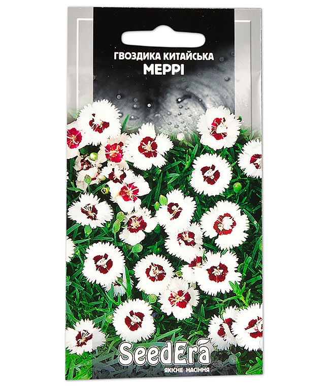 Изображение Гвоздика Китайська Меррі
