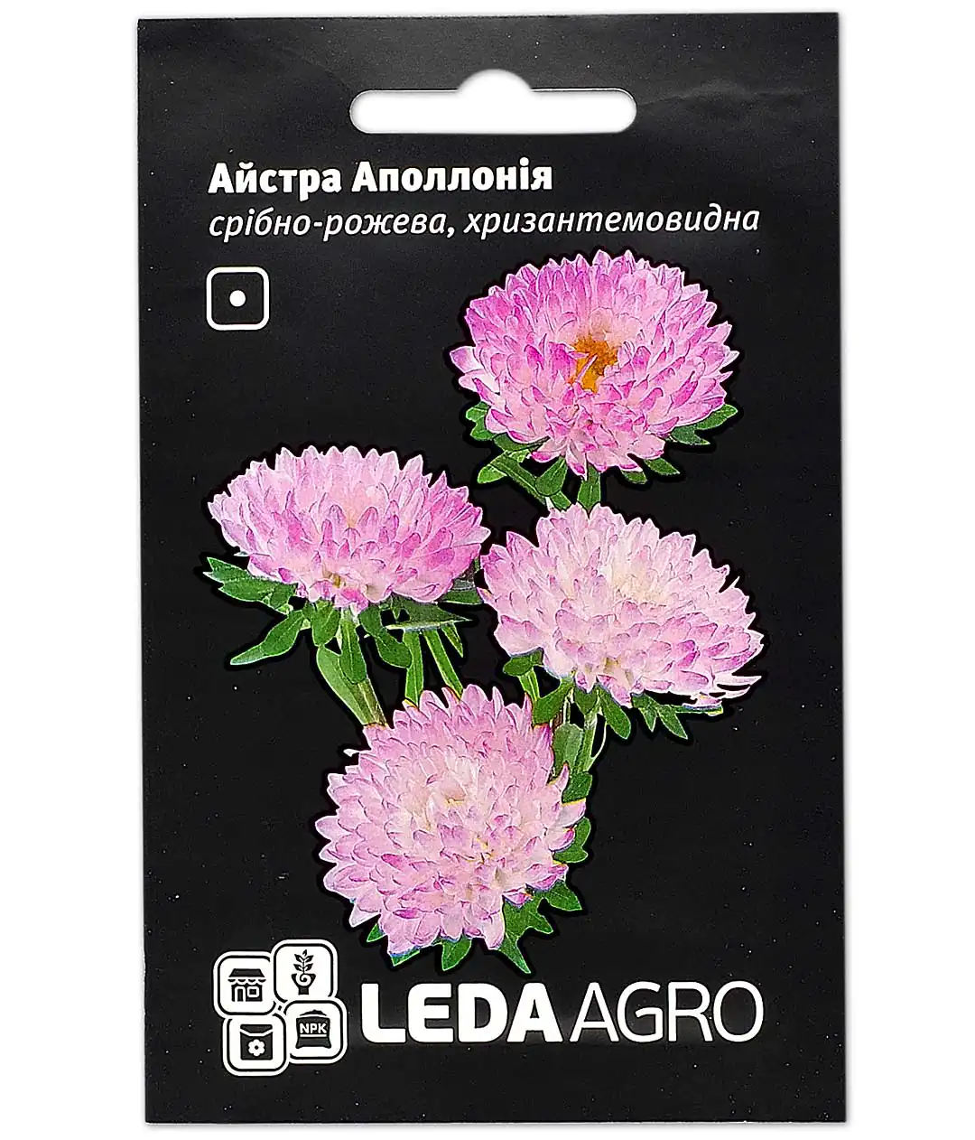Изображение Астра Аполлония розовая