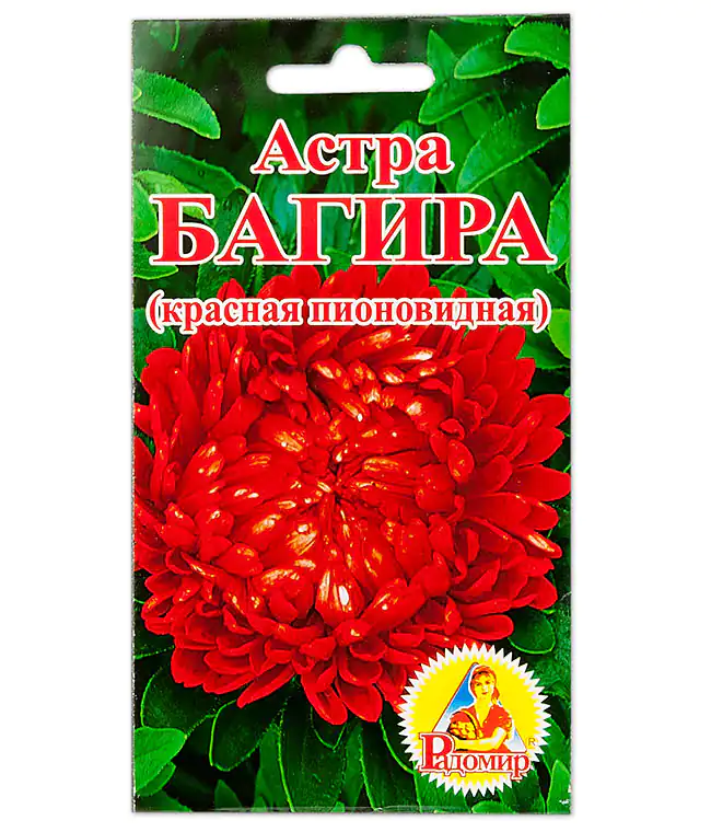 Семена цветов Астра Багира