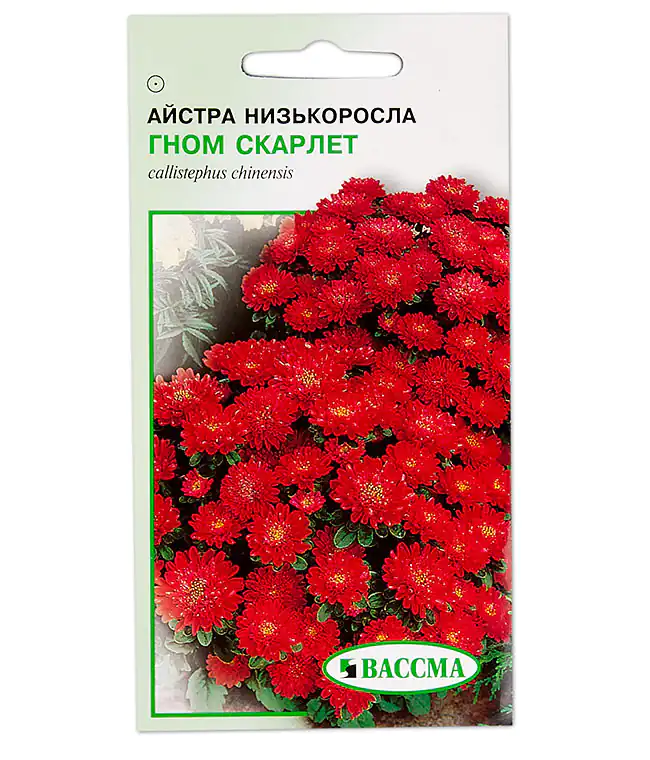 Семена цветов Астра Низкорослая Гном Скарлет