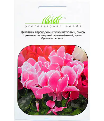 Цикламен персидський