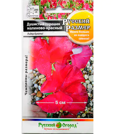 Семена цветов Душистый горошек малиново-красный