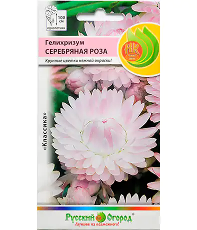 Семена цветов Гелихризум Серебряная роза