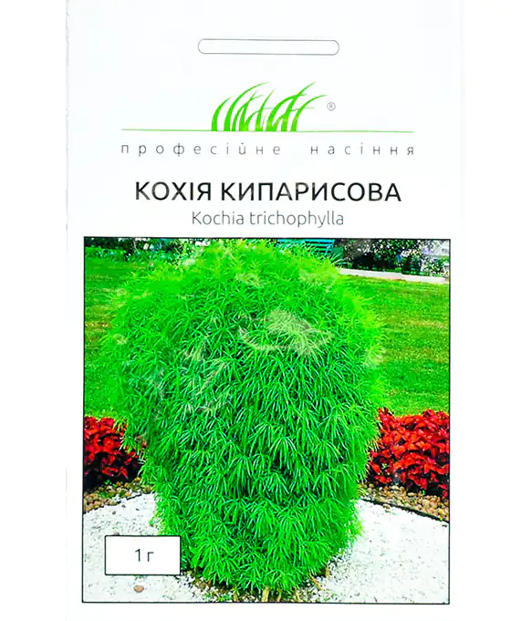 Семена цветов Кохия Кипарисовая