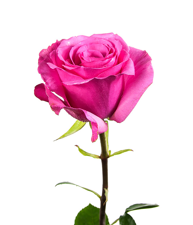 Изображение Троянда Стілетто (Stiletto) висота 50см