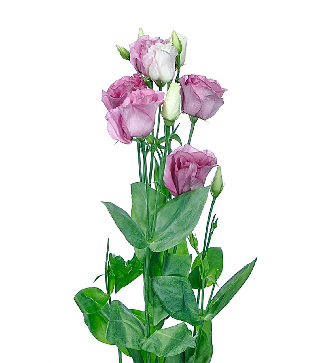 Изображение Еустома Rosita Lavender