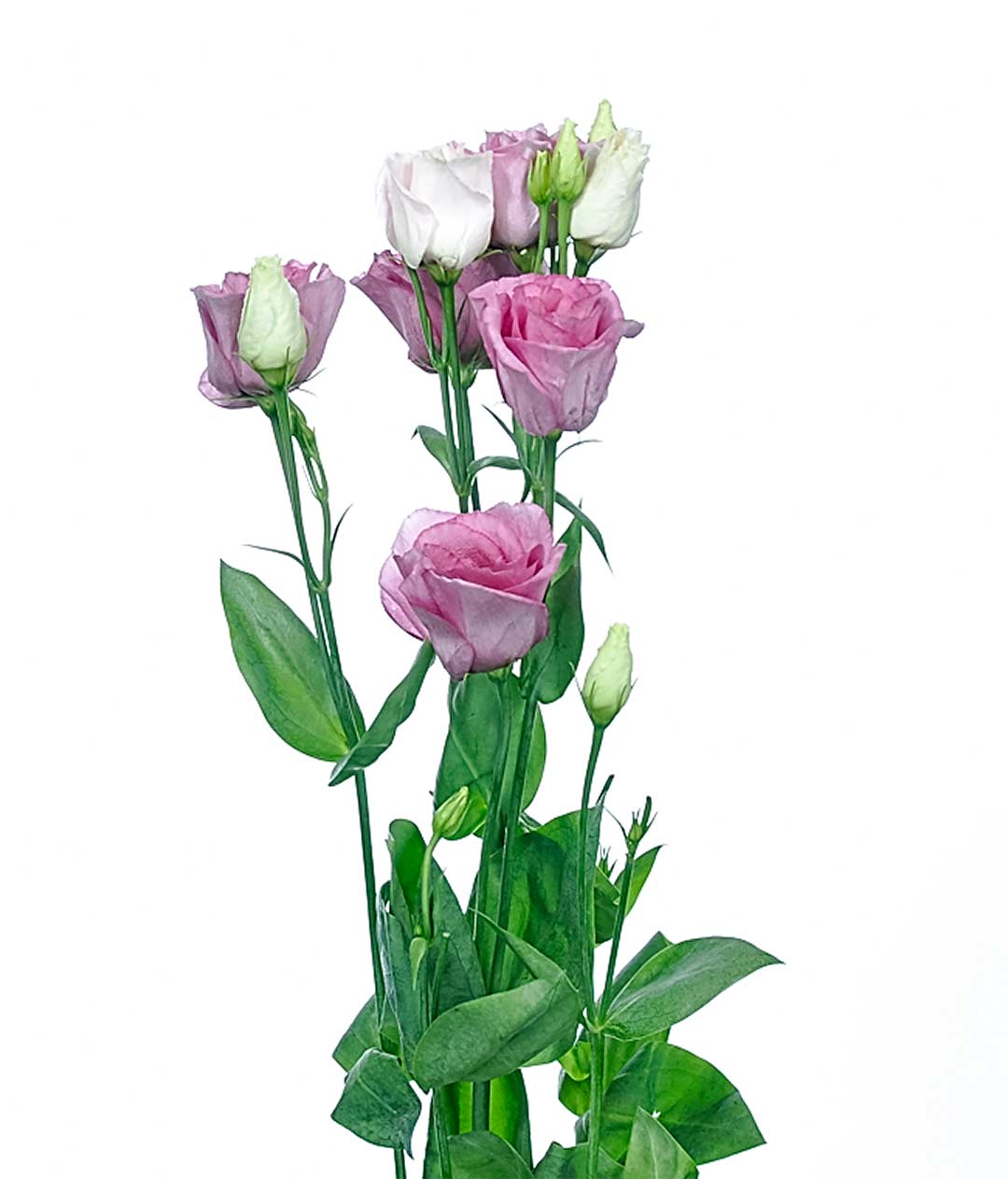 Изображение Еустома Rosita Lavender