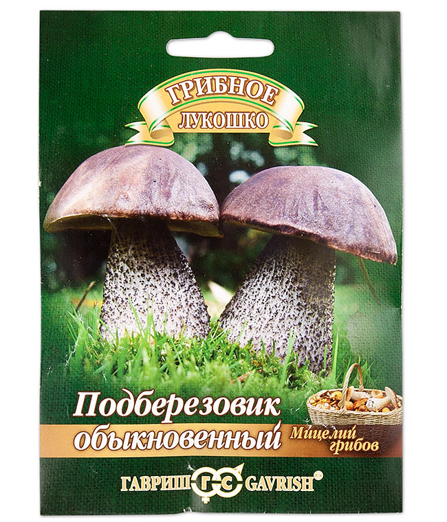 Изображение Мицелий грибов Подберезовик обыкновенный