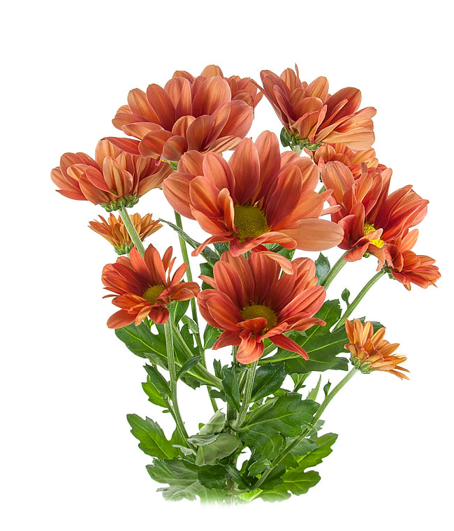 Изображение Хризантема Гранд Черрі (Grand Cherry)