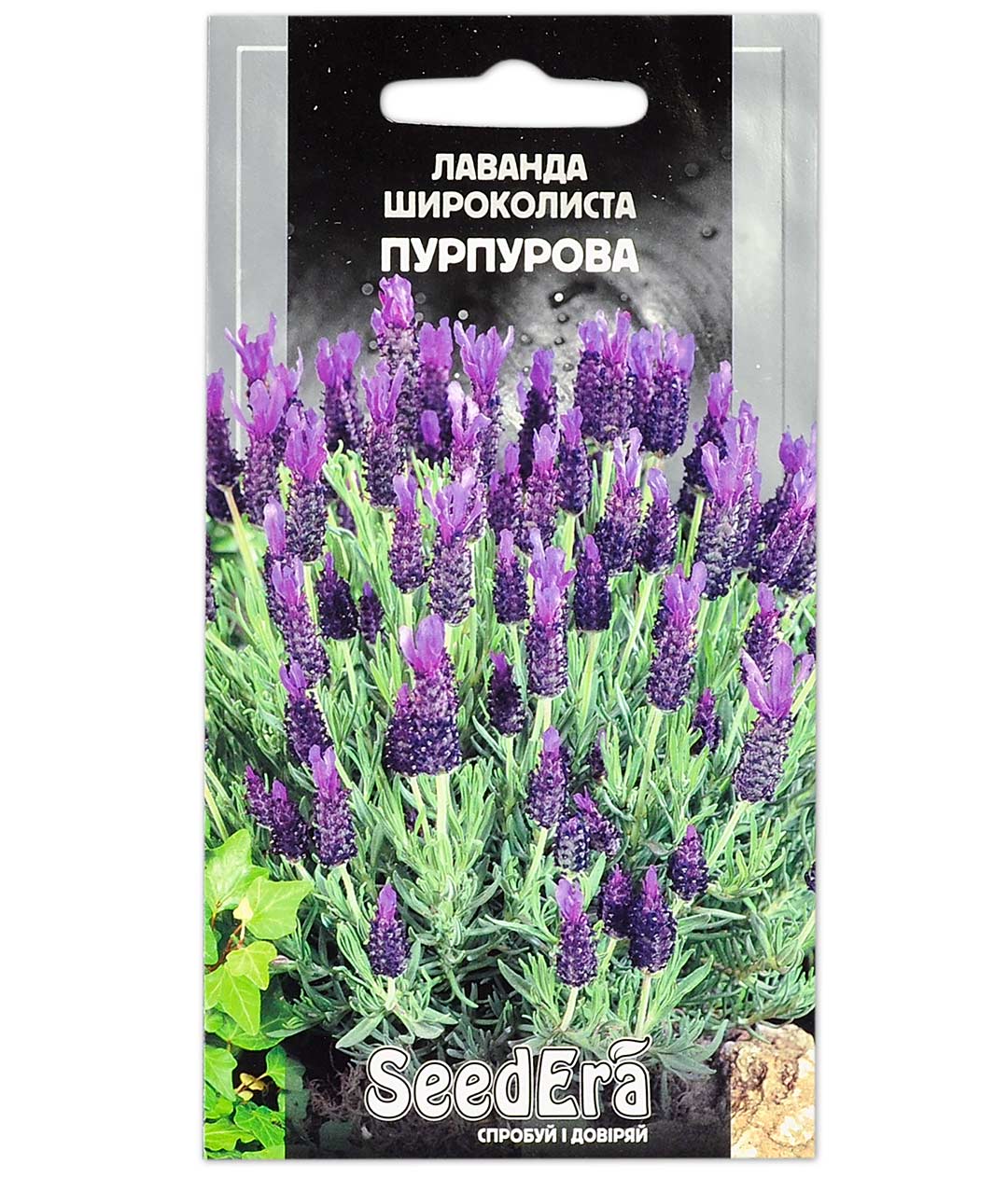 Изображение Лаванда Широколиста Пурпурна