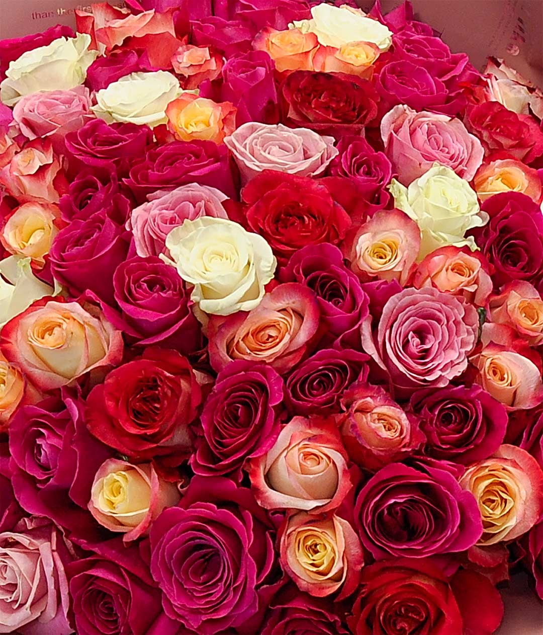 Изображение Букет роз 101шт красно-розоввая импорт