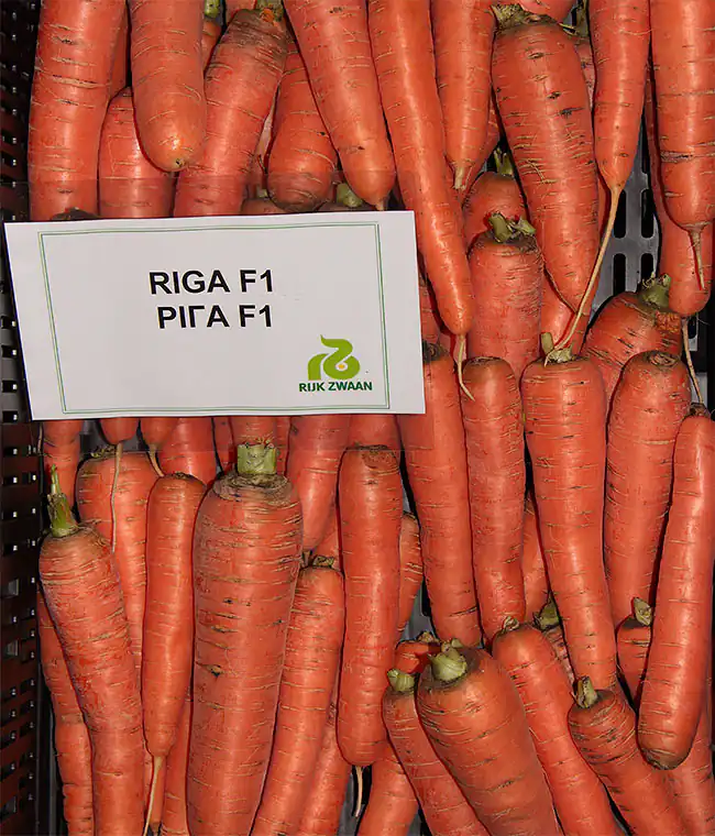 Морковь Рига F1